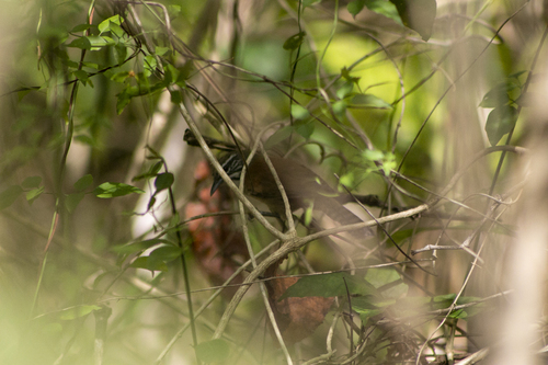 Moustached Wren (Pheugopedius genibarbis), photo 10