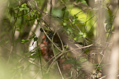 Pheugopedius genibarbis
