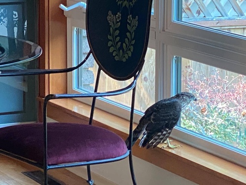 Cooper's Hawk photographed in Washington