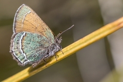 Callophrys mcfarlandi