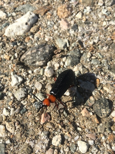 iNaturalist observation photo of Master Blister Beetle