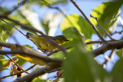 Euphonia violacea