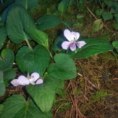 Viola humilis