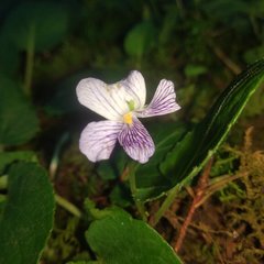 Viola humilis
