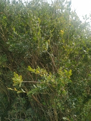 Salix kochiana