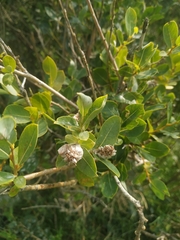 Salix kochiana