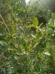 Salix kochiana