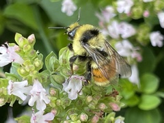 Bombus huntii