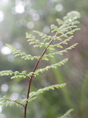 Cheilanthes tenuifolia