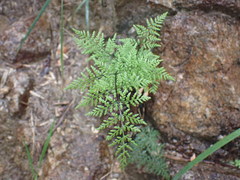 Cheilanthes tenuifolia