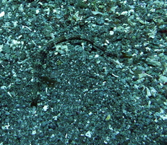 Cosmocampus albirostris