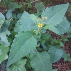 Sigesbeckia jorullensis
