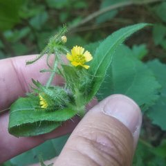 Sigesbeckia jorullensis