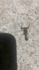 Mesomexovis occidentalis