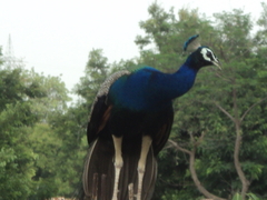 Pavo cristatus