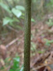 Tacca leontopetaloides