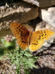Speyeria cybele letona