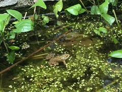 Pelophylax kurtmuelleri