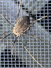 Hadrobunus maculosus