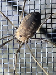 Hadrobunus maculosus