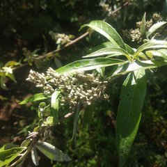 Buddleja parviflora