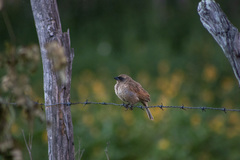 Agelaioides fringillarius