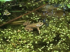 Pelophylax kurtmuelleri