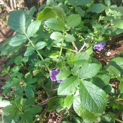 Solanum demissum
