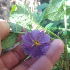 Solanum demissum