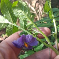 Solanum demissum
