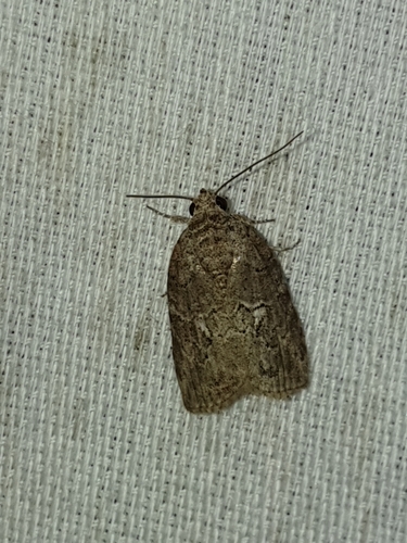 Black-olive Caterpillar Moth (Garella nilotica)