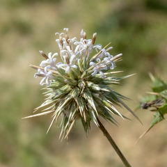 Echinops echinatus