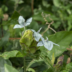 Ecbolium ligustrinum