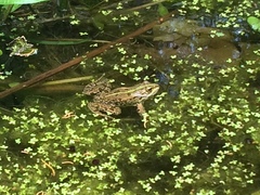 Pelophylax kurtmuelleri