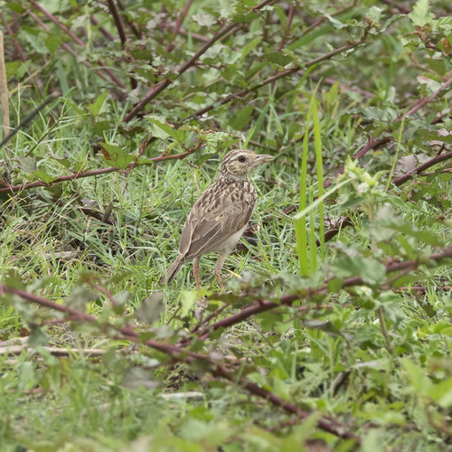 Alouette du Deccan (Plocealauda affinis)