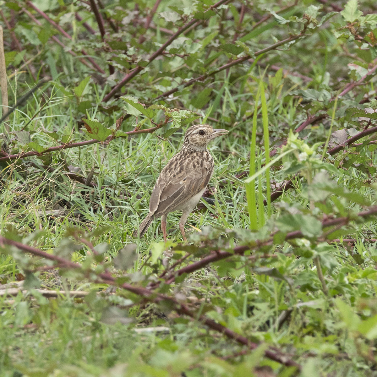 Jerdon's Bushlark illustration