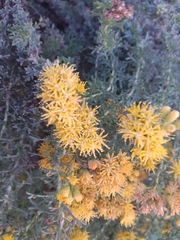Isocoma hartwegii
