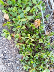 Portulaca oleracea