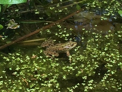 Pelophylax kurtmuelleri