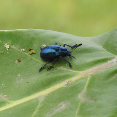 Platycorynus peregrinus