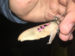 Adhemarius gannascus