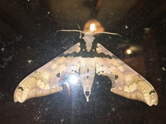 Adhemarius gannascus