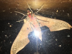 Adhemarius gannascus