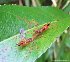 Macromeracis philippii