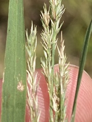 Muhlenbergia glabrifloris