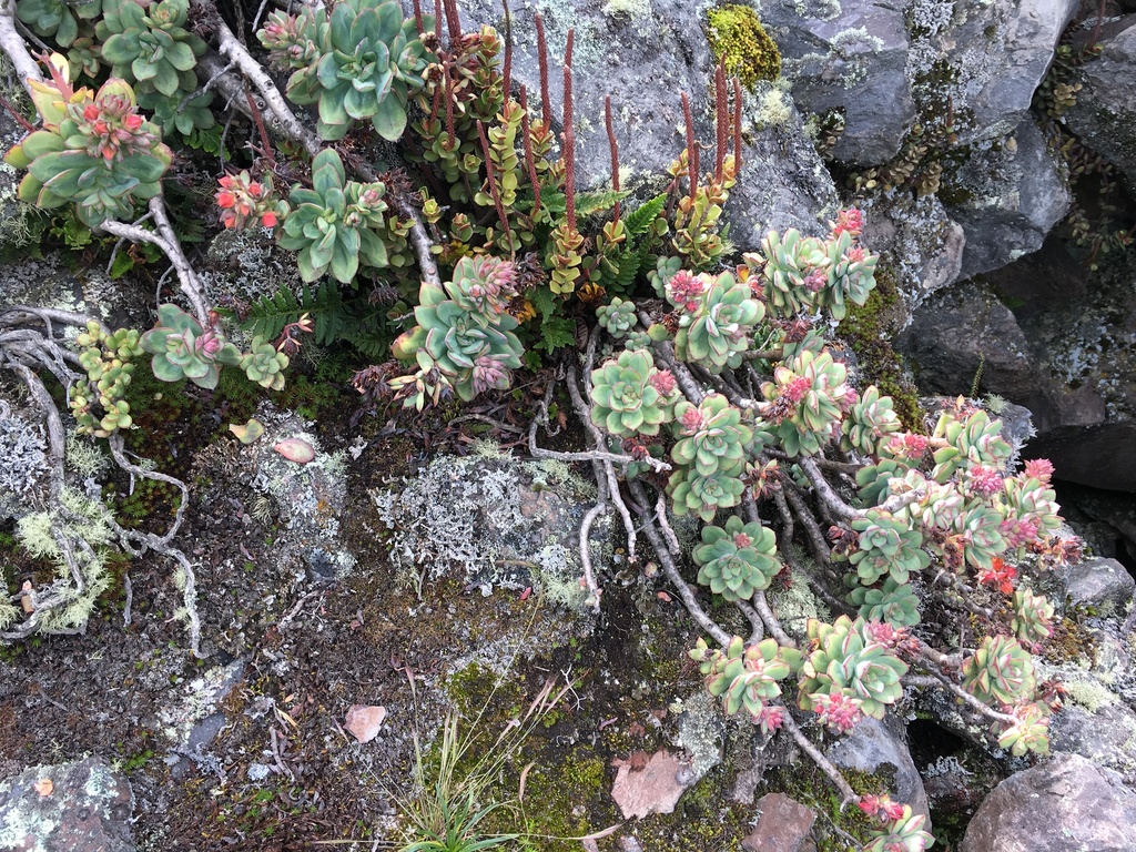 Echeveria quitensis, Quito, Pichincha, EC