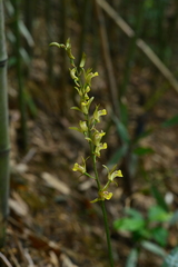 Tainia elliptica