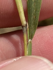 Muhlenbergia glabrifloris
