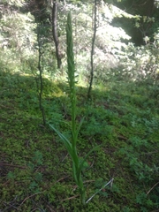 Platanthera volcanica