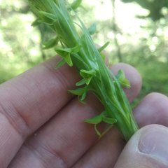 Platanthera volcanica